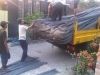 img01962-20120908-1617